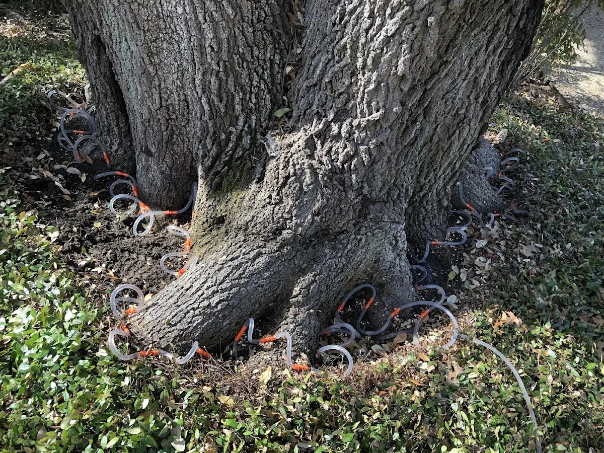 Detailed Tree Cabling and Bracing job site in Northern Cambria