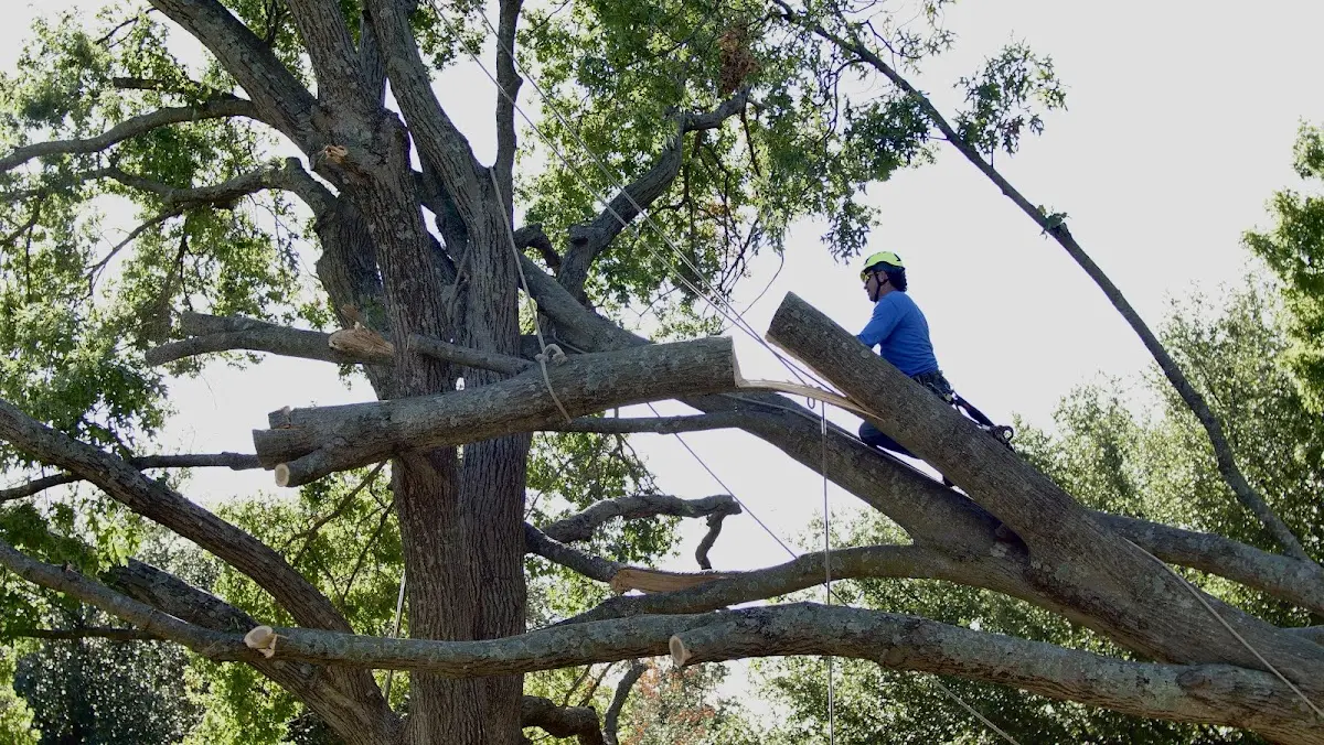 Professional Crown Thinning performed by certified arborists in Northern Cambria